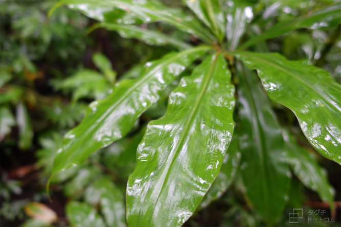 雨で濡れた葉っぱ／マノアの滝 (Manoa Falls)