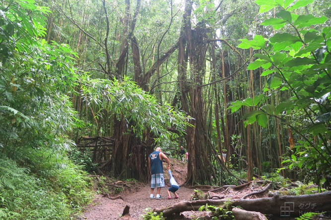 木のトンネル・アーチ／マノアの滝 (Manoa Falls)