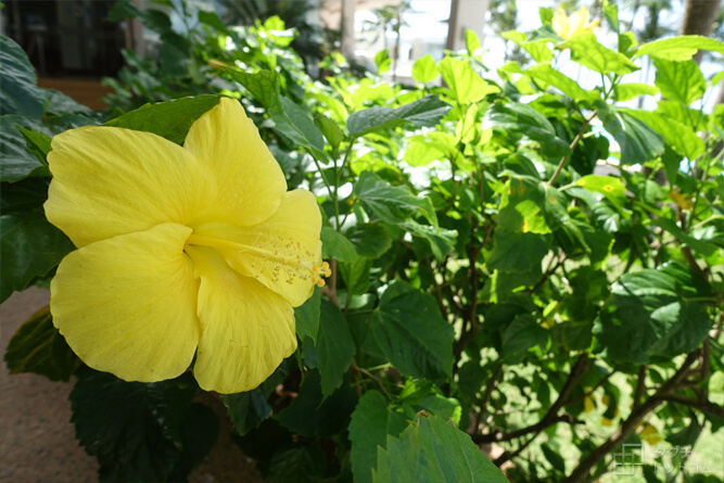 ホテルの敷地内に咲いていた黄色い花／フィエスタリゾート グアム（Fiesta Resort GUAM）